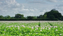 Trade and production: Brunei